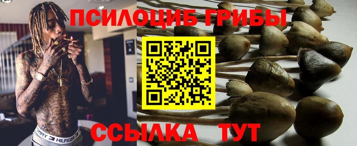 что такое   Галлюциногенные грибы Cubensis  Вход с VPN  Тында  Псилоцибиновые грибы Psilocybe 